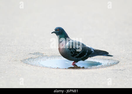 die Taube Vogel ist lustig und gebadet in einer kleinen Pfütze Stockfoto