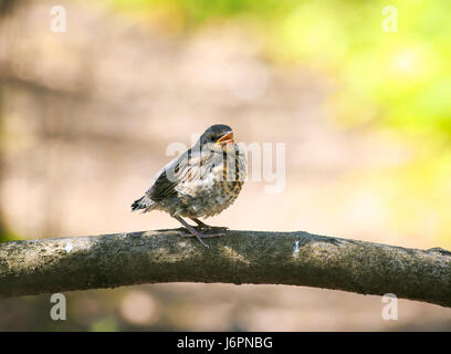 lustige kleine Vogel die Drossel ist auf dem Baum, enthüllt eine leere Schnabel Stockfoto