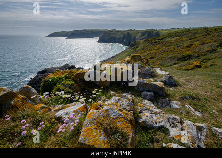 Küste NR LYDSTEP Punkt, Pembrokeshire Wales UK mit Flechten wachsen auf Grenzen auf Klippe Stockfoto