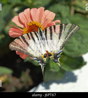 Eine Nahaufnahme Makro Detail Schwalbenschwanz schwarz-weißen Muster butterfly Fütterung sammeln essen Pollen von Pfirsich Farbe Farbe gerbera Daisy, Griechenland Stockfoto