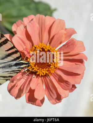 Eine Nahaufnahme Makro Detail Schwalbenschwanz schwarz-weißen Muster butterfly Fütterung sammeln essen Pollen von Pfirsich Farbe Farbe gerbera Daisy, Griechenland Stockfoto