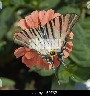 Eine Nahaufnahme Makro Detail Schwalbenschwanz schwarz-weißen Muster butterfly Fütterung sammeln essen Pollen von Pfirsich Farbe Farbe gerbera Daisy, Griechenland Stockfoto