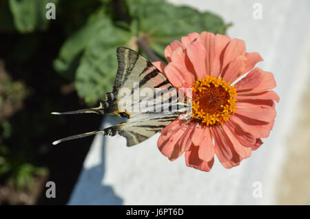 Eine Nahaufnahme Makro Detail Schwalbenschwanz schwarz-weißen Muster butterfly Fütterung sammeln essen Pollen von Pfirsich Farbe Farbe gerbera Daisy, Griechenland Stockfoto