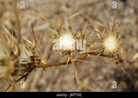 Eine Nahaufnahme Makro Detail Gold Goldgelb wild pricky Thistle Carlina Blumen mit weichem Flaum Zentren certers in trockenen trockenen Wüstenboden Stockfoto