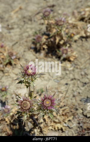 Ein Blick auf die Lila Lila wild pricky Carlina lanata Carline trockene Distel Blumen silbrigen Blätter und trockenen Wüstenboden Anlage Stockfoto