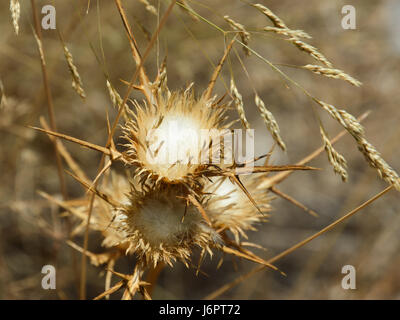 Eine Nahaufnahme Makro Detail Gold Goldgelb wild pricky Thistle Carlina Blumen mit weichem Flaum Zentren certers in trockenen trockenen Wüstenboden Stockfoto