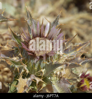 Eine Nahaufnahme Detail von Lila Lila wild pricky Carlina lanata Carline trockene Distel Blumen silbrigen Blätter trockenen Wüstenboden Anlage Stockfoto