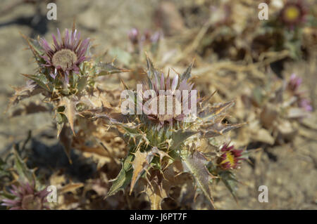 Eine Nahaufnahme Detail von Lila Lila wild pricky Carlina lanata Carline trockene Distel Blumen silbrigen Blätter trockenen Wüstenboden Anlage Stockfoto