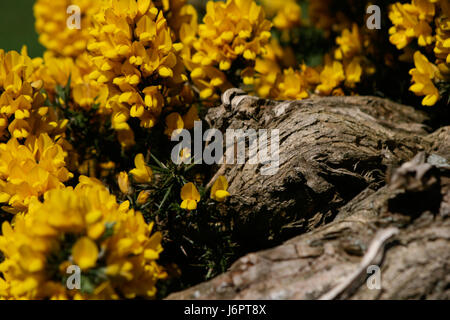 ein Close Up der Detaillierungsgrad der gelben Blume Ginster neben einem Log Ast Baum im Königreich Stockfoto