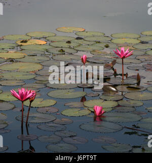 Fünf 5 rosa Seerosen öffnen schließen in einem Teich See mit Blatt pad Pads schwimmend auf der Oberfläche des ruhigen ruhigen friedlichen Wasser Stockfoto