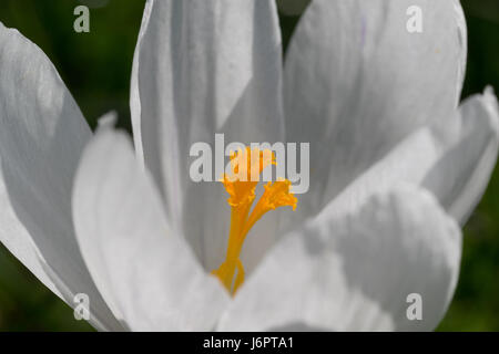 Eine Nahaufnahme von einem einzigen weißen Krokusse Krokus Blüte mit gelb orange Pollen am Staubgefäß stigma Stil Stockfoto