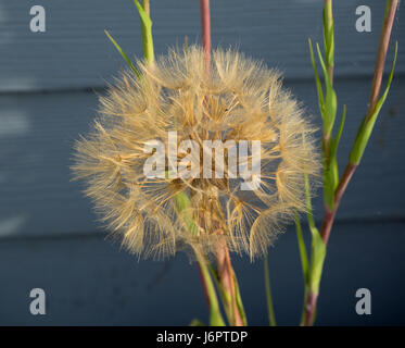 eine Nahaufnahme Detail von einem einzigen 1 Gold goldene gelbe Schwarzwurzeln Blume Kopf mit Saatgut Samen Stockfoto