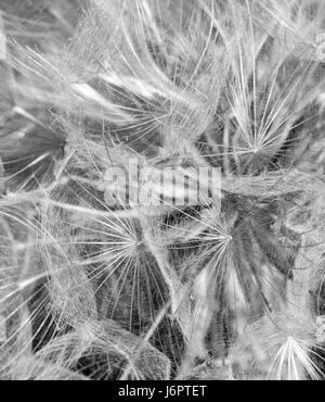 Ein Makro Nahaufnahme Details in Schwarz und Weiß Schwarzwurzeln Blütenkopf mit Samen Stockfoto