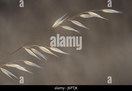 Ein einziger Stiel diagonal Arrhenatherum elatius Gras wachsen wild minimalistisch neutral Creme bokeh Stockfoto