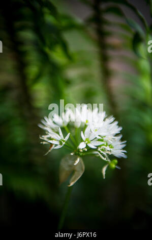 Eine Bärlauch-Blüte im Frühjahr Stockfoto
