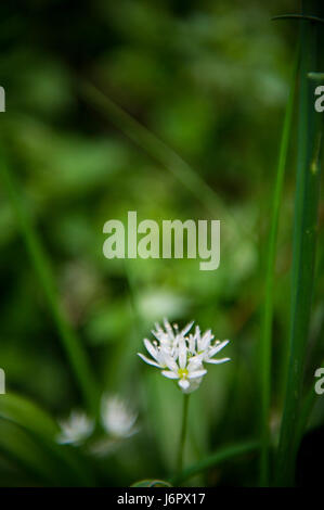 Eine Bärlauch-Blüte im Frühjahr Stockfoto