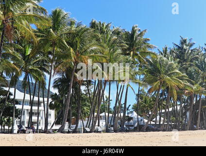 Palm Cove Beach und die schönen, hohen Palmen vor Alamanda auf einem anderen belebend und wunderschönen Tag im Paradies Stockfoto