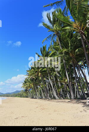 Palm Cove Beach südlichen Aspekt auf einen richtig schönen Tag mit Goldstrand und hohen, grünen Palmen gegen einen blauen Himmel und leichte weiße Wolken Stockfoto