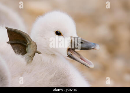 neugierig neugierige nosy Schwan junge Tier Küken Tier neu geborenes Kind niedlich Makro Stockfoto