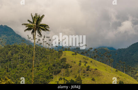 Wachs Palmen Cocora-Tal, Kolumbien Stockfoto