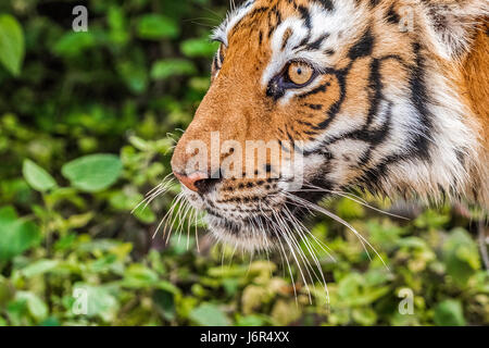 Tiger in Bewegung Stockfoto