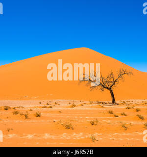 Toten Camelthorn Bäumen und roten Dünen im Sossusvlei, Namib-Naukluft-Nationalpark, Namibia Stockfoto