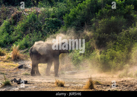 Elefantenherde Stockfoto