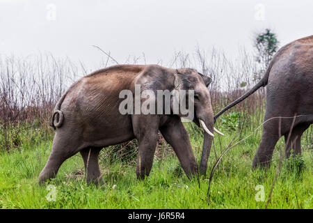 Elefantenherde Stockfoto