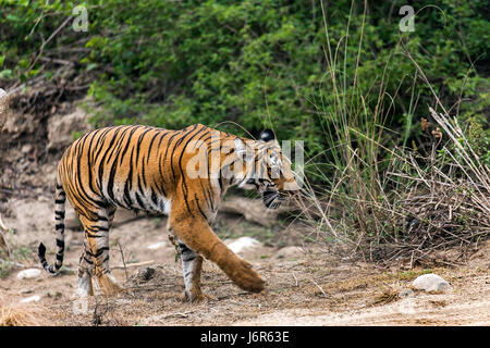 Tiger in Bewegung Stockfoto