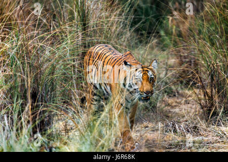 Tiger in Bewegung Stockfoto