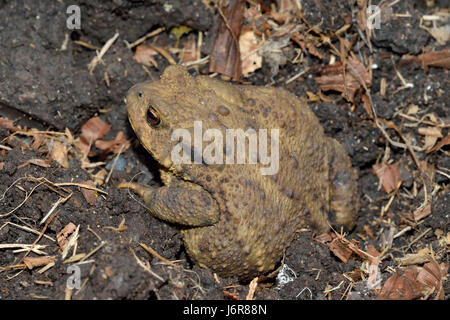 Gemeinsamen Toad - Bufo Bufo Amphibien von Gärten & Feuchtgebiete Stockfoto