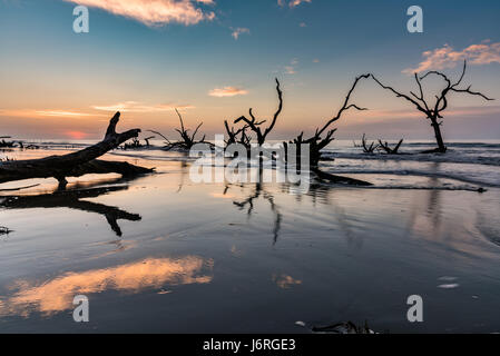 Sonnenaufgang über den Boneyard Strand auf Bullen Island, South Carolina. Bulls Island ist eine unbewohnte Insel Meer 3 Meilen vor dem Festland und Bestandteil des Cape Romain National Wildlife Refuge. Steigende Gezeiten des Klimawandels erodiert ändern und Flugsand Strand Verseilung Bestandteil der Küstenwald im Meerwasser. Stockfoto