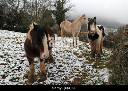 Pferde in schneebedeckten Feld in der Nähe von Hay on Wye Stockfoto