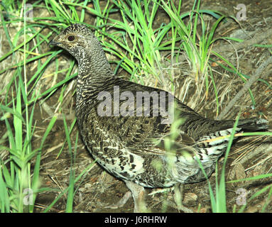 084 - DUSKY GROUSE (19.07.2014) 8000 ft, West Fork (San Juan River) Campingplatz, mineralischen co co-03 (14808973112) Stockfoto