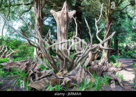 Bezaubernde Baum Stumpery in ein formaler englischer Garten Stockfoto