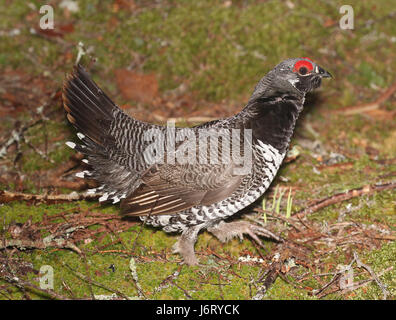 Dieses Bild zeigt das Spruce Grouse, eine in den Wäldern Nordamerikas heimische Vogelart, aufgenommen am 30. Mai 2015 im Washington County, Maine. Das Fichte-Grouse ist bekannt für sein unverwechselbares Aussehen und seinen Lebensraum in Nadelwäldern. Stockfoto