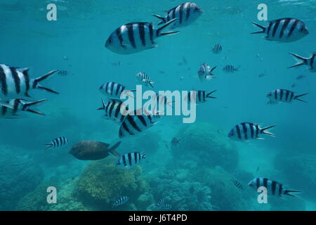 Fischschwarm Fischen Scissortail Sergeant, Abudefduf Sexfasciatus unter Wasser über ein Korallenriff, Süd-Pazifik, Neu Kaledonien Stockfoto