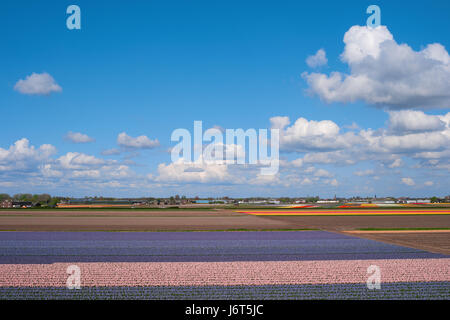 Luftaufnahme von Blume Felder, Niederlande, Europa. Berühmten Blumenfelder mit bunten Blumen in Holland. Niederländischen Bauernhof mit Tulpen. Schöner Frühling landet Stockfoto