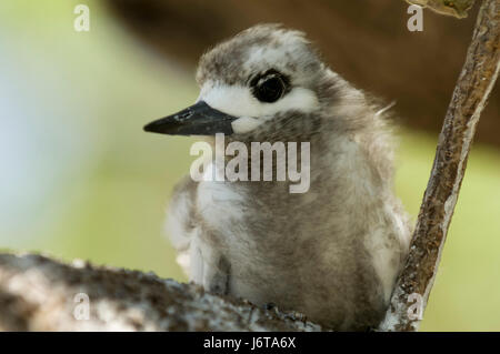 Weißer Tern, Gigis Alba, Bird Island. Stockfoto