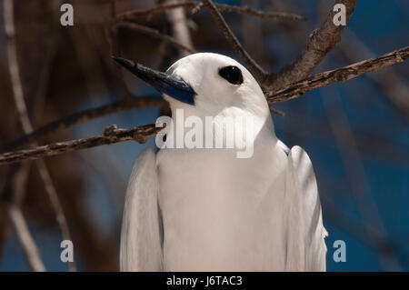 Weiß-Seeschwalbe (Gygis Alba), Denis Island, Seychellen. Stockfoto