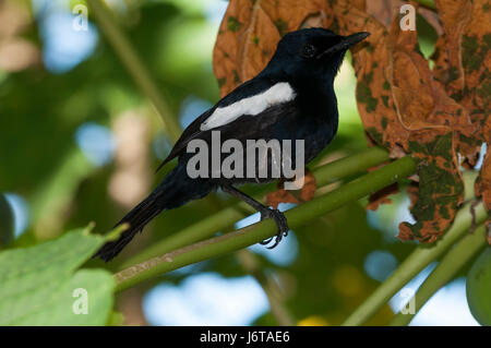 Seychellen Magpie Robin (Copsychus Sechellarum), Stockfoto