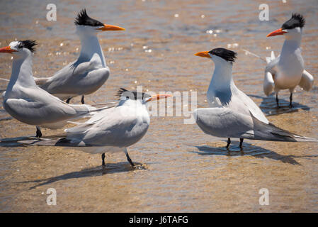 Königliche Seeschwalben waten am Strand von Amelia Island, Florida. (USA) Stockfoto