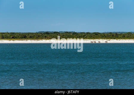 Wilde Pferde am Strand im Cumberland Island National Seashore in St. Marys, Georgia, USA. Stockfoto