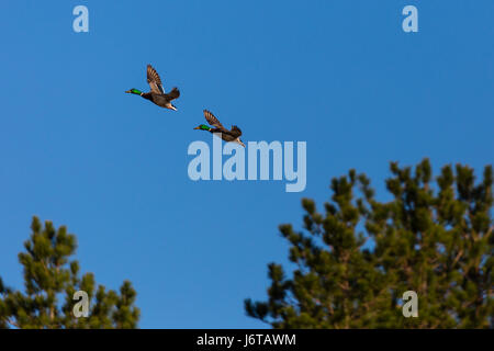 Zwei männliche Stockente Enten (Anas Platyrbynchos) fliegen vor einem blauen Himmel in Wisconsin Stockfoto