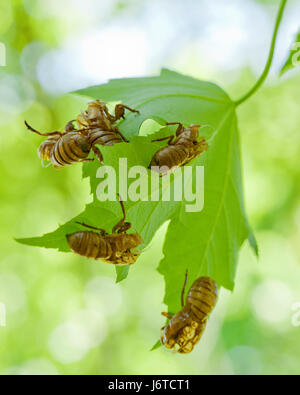 Brut X Zikade (Magicicada) exoskeletons auf Blatt/Zikade Schalen - Virginia USA Stockfoto