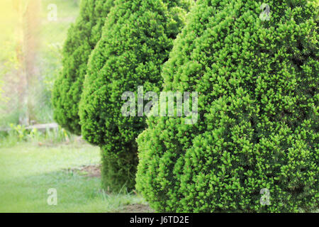 Picea hastata conica Zwerg dekorative Nadelholz immergrüner Baum. Auch bekannt als Kanadier, Skunk, Cat, Black Hills, Alberta weißer Fichte Stockfoto