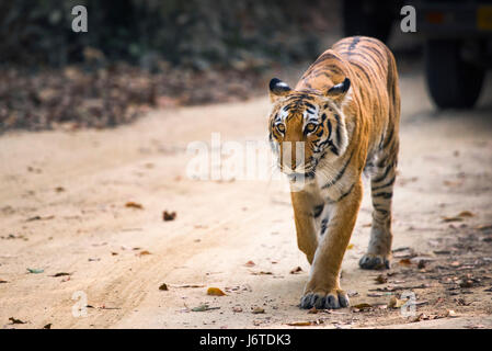 Tiger-Nahaufnahmen Stockfoto