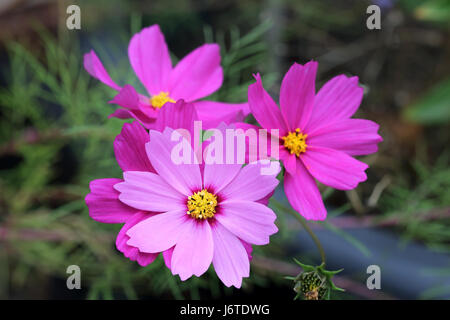 Nahaufnahme von Hot Pink Cosmos Bipinnatus oder bekannt als mexikanische Aster, schneiden Blatt Kosmos in voller Blüte Stockfoto