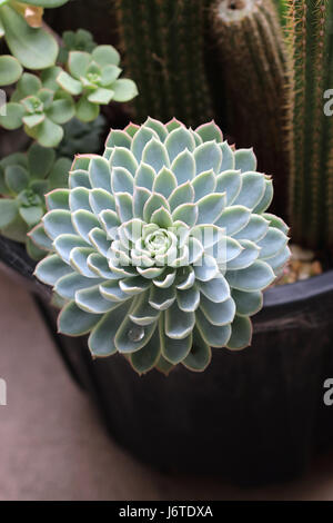 Nahaufnahme von Echeveria Sukkulenten Boden in einem Topf Stockfoto