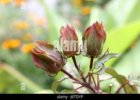 Hibiscus Moscheutos oder bekannt als Mitternacht Marvel Hibiskus Blütenknospen Stockfoto